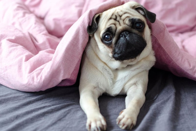 It would seem that Pugs aren't as fashionable as they once were. They now rank ninth after a steep decline in registrations - with just 6,000 this year compared to over 11,000 as recently as 2017.