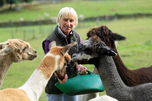 Get to know the alpacas on Mother's Day. And for £39.99 per person, with prior booking you can also get an afternoon tea, flowers and a private encounter with one of the animals.