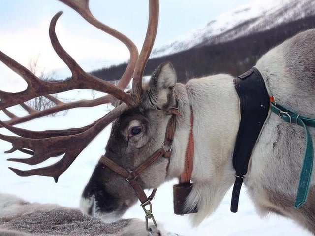 Immerse yourself and your family in the spirit and magic of Christmas by visiting an exciting, new attraction called North Pole Experience at Thoresby Park. Help Thoresby's elf return home to the North Pole, but not before enjoying some festive adventures and entertainment with characters such as Mr Jingle and Santa himself.