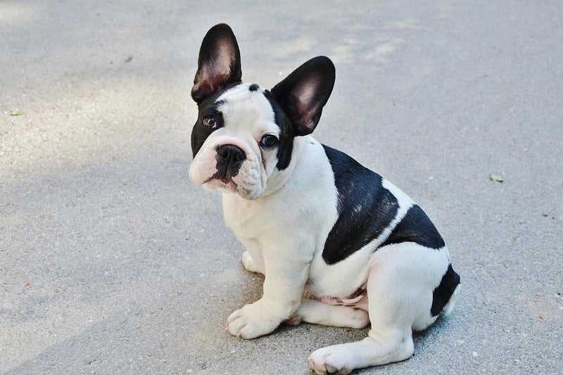 At number seven is the French Bulldog, one of the world's most popular small dogs and a regular feature in Liverpool's top breeds list.