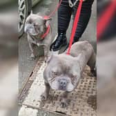 Police are seeking the owners of these adorable French bulldogs who were found on East Bank Road in Sheffield and taken to the vets in Attercliffe