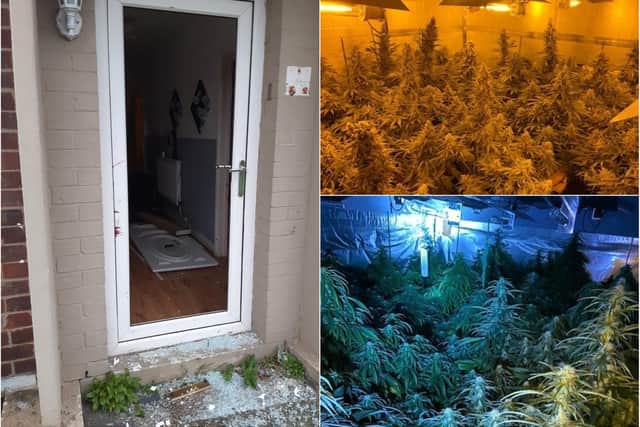 Cannabis plants worth £300,000 have been discovered in homes in Sheffield after police raids