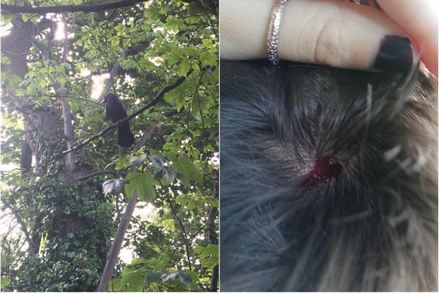 An unruly crow caused terror in Sheffield's suburbs when it started attacking unsuspecting walkers there in 2019. Russell crow, as the violent bird was nicknamed, had people in a flap in Brincliffe Edge Wood, where walkers reported being followed and repeatedly 'dive-bombed' by the bird, and one man suffering a nasty cut to the head. One victim told how it felt like he'd been walloped on the back of the head by what felt like a 'sack of spuds', before seeing a 'black shadow' flying away.