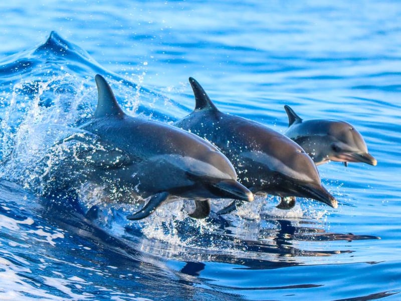As one of the smartest sea-dwelling creatures in the world, it’s no wonder that many dolphins choose to spend their time around the UK’s beautiful coastlines. Head to any of the following places for a good shot at seeing them in the wild: Cardigan Bay, Orkney, Shetland, Point Lynas and Puffin Island in Anglesey, Berry Head in Devon, Land’s End Peninsula and St Ives Bay in Cornwall, and the Dartmouth coast.