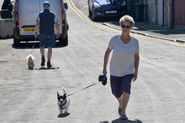 This little pooch was able to enjoy the sunshine on a walk with its owner in Seahouses.