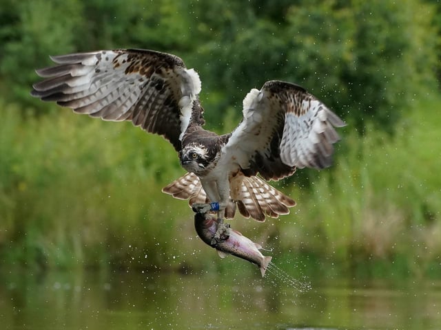 These incredible images capture the moment an osprey makes a successful catch in Aviemore, Scottish Highlands. A sharp eyed photographer captured the moment an osprey rises from the water clutching its next meal. Alan Wemyss, 55, snapped the majestic bird soaring over the water before it dipped its talons in and grabbed a fish. The osprey's huge wingspan and piercing yellow eyes can be seen in the dramatic shots as it carries off the catch. Alan, a joiner, took the pictures in Aviemore, Scottish Highlands and said the birds began fishing as the sun came up.