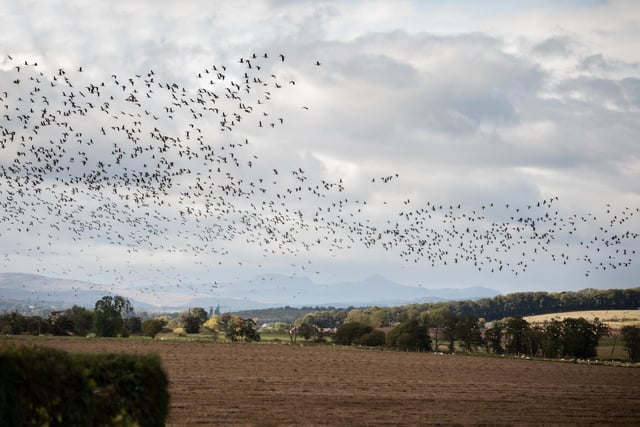 Flock of Geese Perthshire