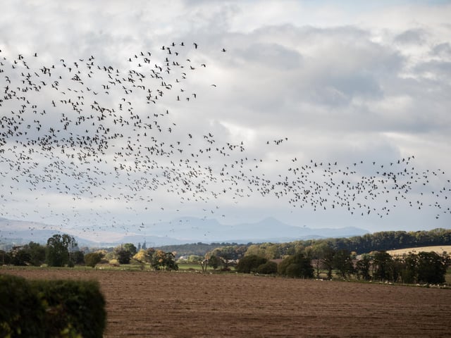 Flock of Geese Perthshire