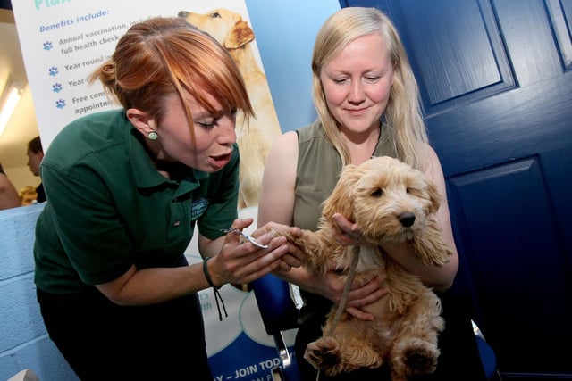 Mimi receives a pedicure from Holly Newey at the grand opening of Pets 2 Impress in South Shields. Remember this from 2015?