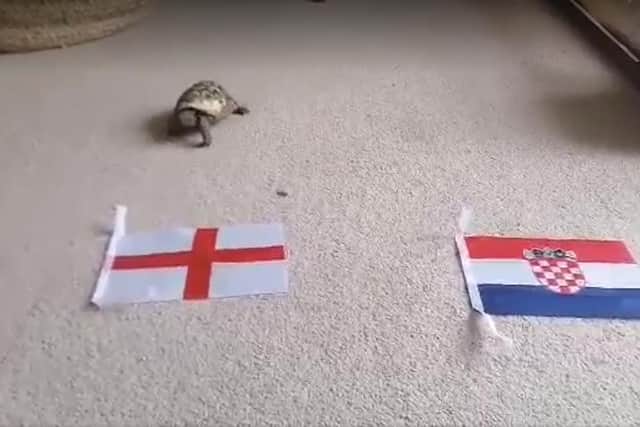Mystic Theo the tortoise attempts to predict the outcome of England v Croatia at Euro 2020
