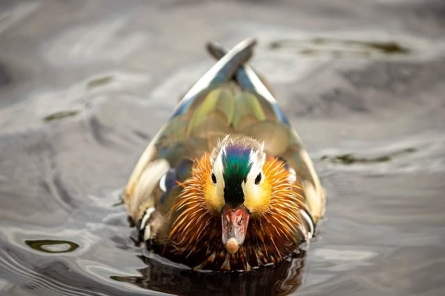Mandarin duck taken by Helen Toulson