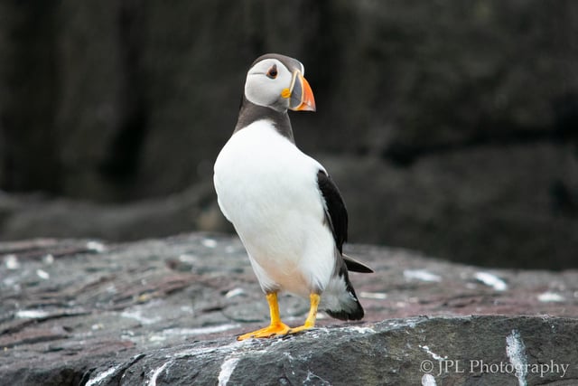 A fantastic picture of a puffin at the Farne Islands.