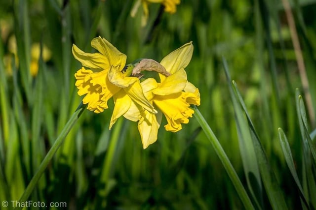 Spring flowers in the grass by @thatfotocom.