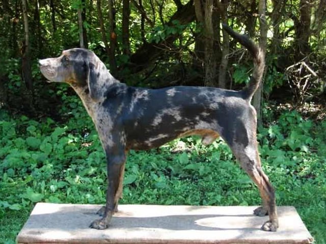 These dogs are sociable, energetic and intelligent. They are loving and affectionate toward their family and very protective of children (Photo: American Kennel Club)