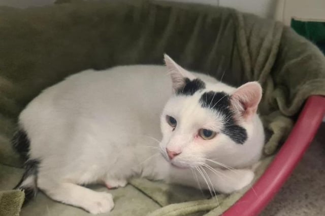 Bow is an 11-year-old white and black domestic shorthair crossbreed. Bow is a very inquisitive cat who loves to be a part of everything, enjoying the company of his people. He loves to be in his own space with his own people, so a home where he is the only pet is best for him.