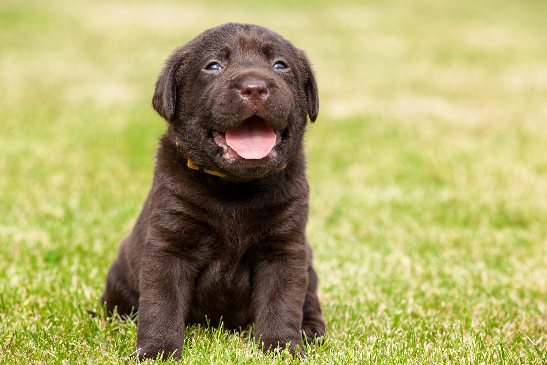 Dog ownership has shot up in the UK since lockdown periods started
