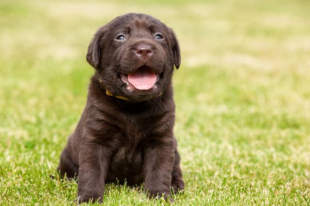 Dog ownership has shot up in the UK since lockdown periods started