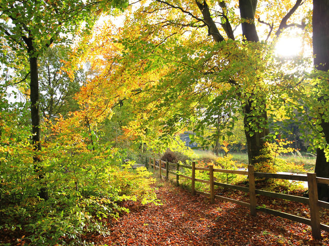The Sheffield and Rotherham Wildlife Trusts are running 'wild play' sessions in Greno Woods on October 29 from 10am to 2pm. Families can learn about bats, look for spiders and other gently spooky activities. (https://www.facebook.com/events/3333679390041893)