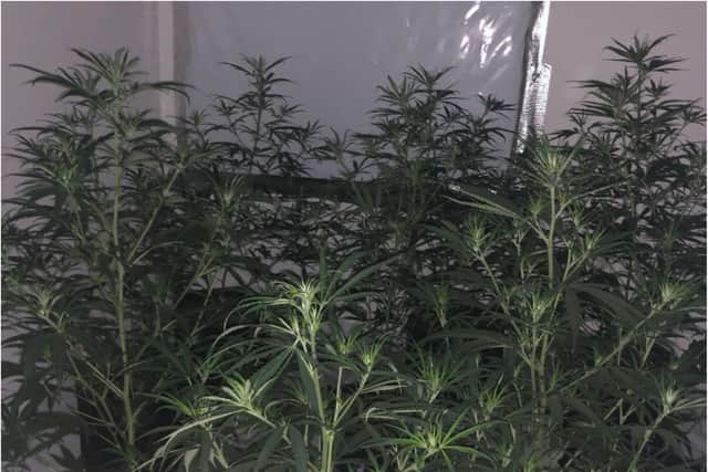 Cannabis plants found during a police raid in Barnsley