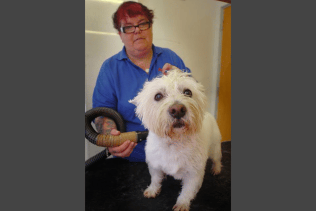 Ellie the West Highland Terrier was another of the dogs to enjoy a wash for charity at My Pet Stop in 2010.