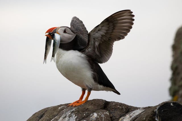 The Atlantic Puffin has been named one of the world's most at risk species by the WWF. Found across the Scottish coast and islands, these beautiful birds are in peril due to overfishing, volatile weather events due to climate change, and global warming threatening the extinction of their main source of food, the sandeel.