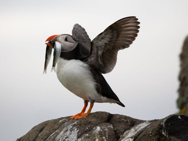 The Atlantic Puffin has been named one of the world's most at risk species by the WWF. Found across the Scottish coast and islands, these beautiful birds are in peril due to overfishing, volatile weather events due to climate change, and global warming threatening the extinction of their main source of food, the sandeel.