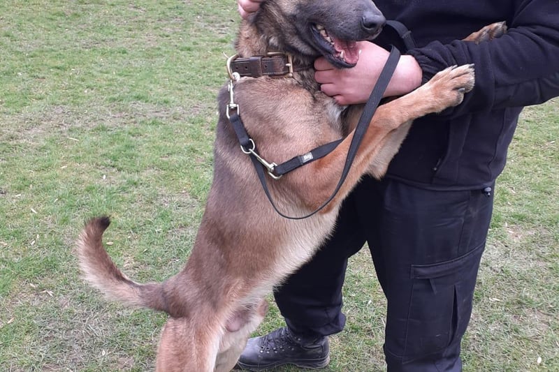 Ash joined SYP in 2013 as a PCSO, progressed to police officer and worked as a response officer in Rotherham. PD Blue is a two year old Malinois.
Ash said: “I can’t believe I am getting paid to do this, I didn’t always want to be a police officer but since joining I have had an interest in the dog unit and I am loving being part of it.
“I love dogs and have family dogs at home, I am hoping that PD Blue will get along with them and become part of our family life.”