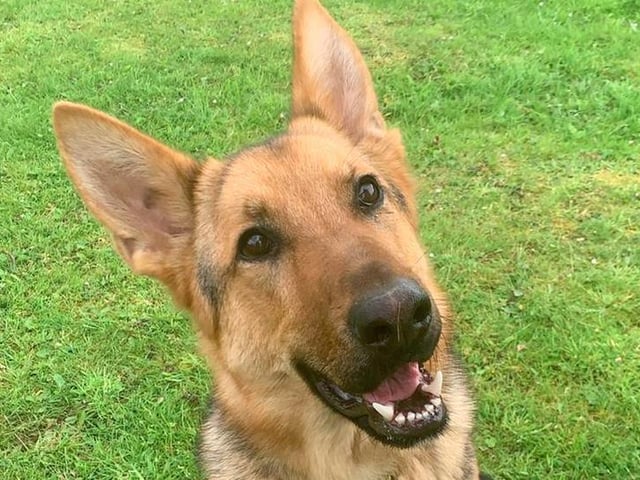 Axel the German Shepherd, sent in by Adam Webster