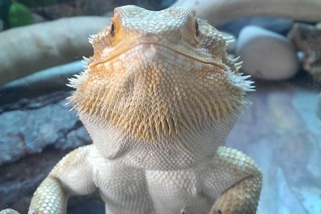 Mark Tait says, "Meet Bud, our resident Beardie. He's super chill."