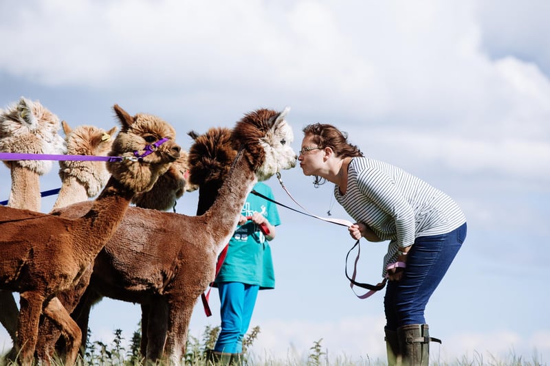Senwick Alpaca Trekking is located in Dumfries and Galloway near Borgue, six miles outside Kirkcudbright on the Solway Firth. Get to know on of their super-friendly alpacas before going for a walk around the picturesque 320 acre family-run farm. There are a number of trek options, plus a 'meet and greet' for youngsters. Book at www.senwickalpacas.co.uk.