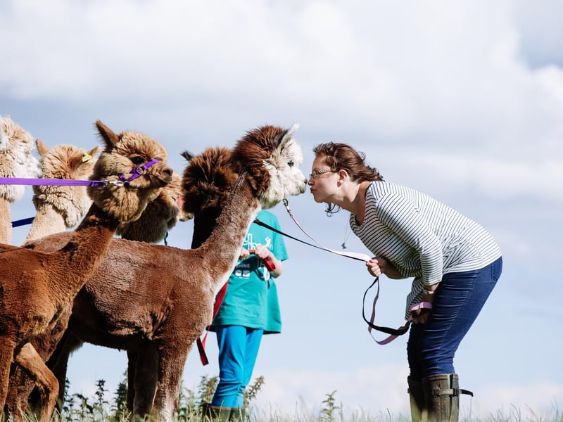 Senwick Alpaca Trekking is located in Dumfries and Galloway near Borgue, six miles outside Kirkcudbright on the Solway Firth. Get to know on of their super-friendly alpacas before going for a walk around the picturesque 320 acre family-run farm. There are a number of trek options, plus a 'meet and greet' for youngsters. Book at www.senwickalpacas.co.uk.
