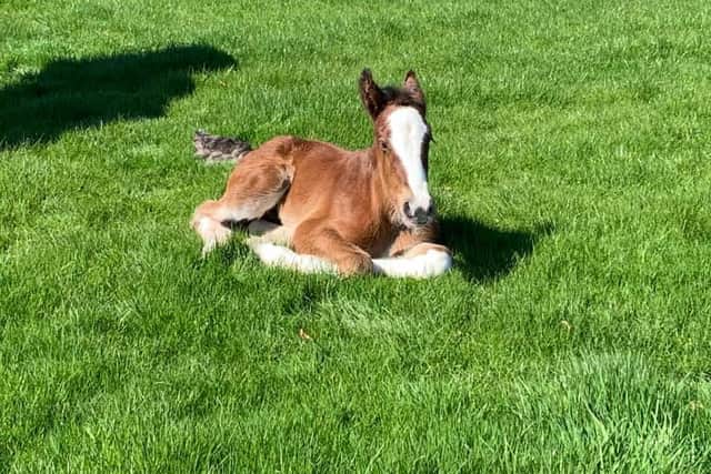 The new filly foal.