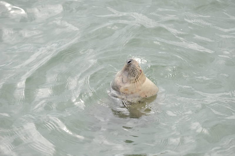 A seal put on a show for visitors in Roker who was seen swimming in the North Sea. (Photo by North News)