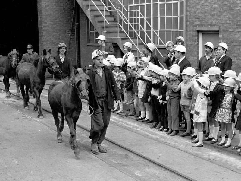 Turk, Prince and Mettle retire from Shirebrook Colliery in June 1971.Turk and Mettle had spent 17 of their 22 years working down the mine, while 10-year-old Prince worked underground for four years.