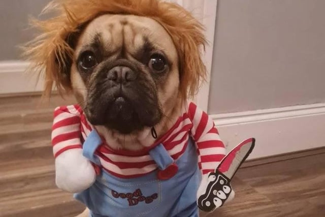Linzi's kids reckon they are too old to dress up, so the dog gets involved now instead!