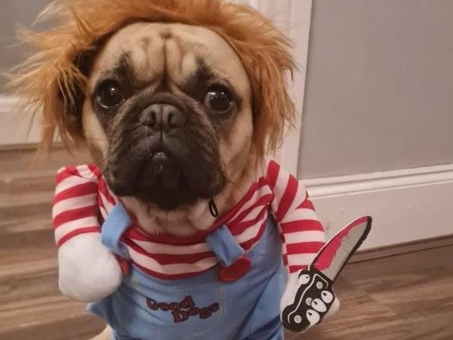 Linzi's kids reckon they are too old to dress up, so the dog gets involved now instead!