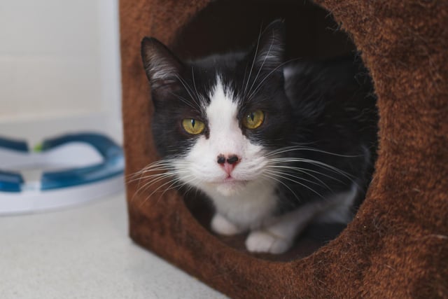 Joey the cat needs a new home.