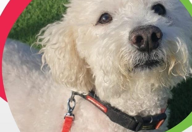 A 10-year-old Bichon Frise, Toby is a complicated little dog that will need an understanding family. He will need a large garden and his own little space in the house. He will need experienced owners and it should be adults only.