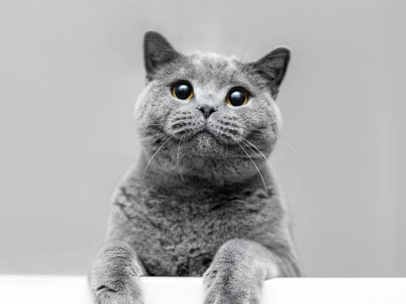 The gorgeous and unique Russian Blue has 4,789,025 on Instagram.