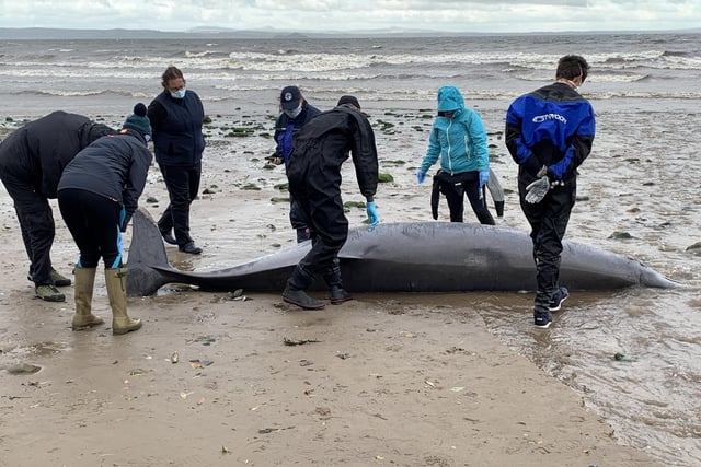 An injured whale has died near a beach in Edinburgh following desperate attempts to save it. The Sowerby’s beaked whale was found beached at Brunstane Burn between Portobello Beach and Musselburgh Beach. The whale, which was wounded, unfortunately died just after Scottish SPCA rescue officers and volunteers from British Divers Marine Life Rescue tried to save it. The sea creature’s body has been sent off for post-mortem in an attempt to understand the circumstances surrounding the mammal’s death.