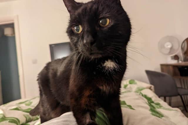 Oscar the cat is in need of a new home