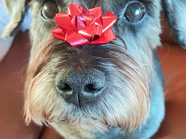 Wilfred is 12 years old. Owner Alison Argent says he makes every day in lockdown better.