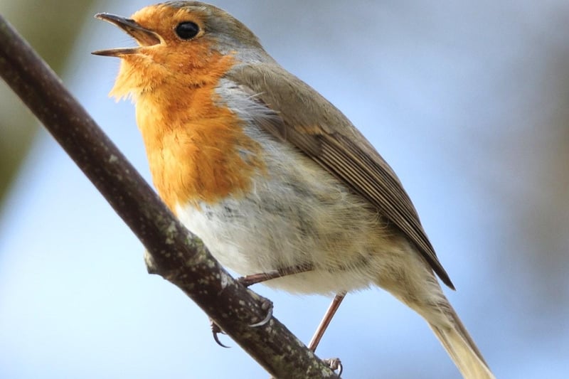 Angela Pearson captured this robin singing in Auchtermuchty.