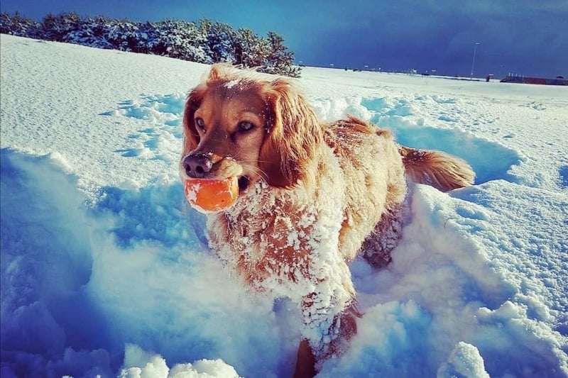 Alf having fun in the snow in Leven (Picture:  Kirsty Newlands)