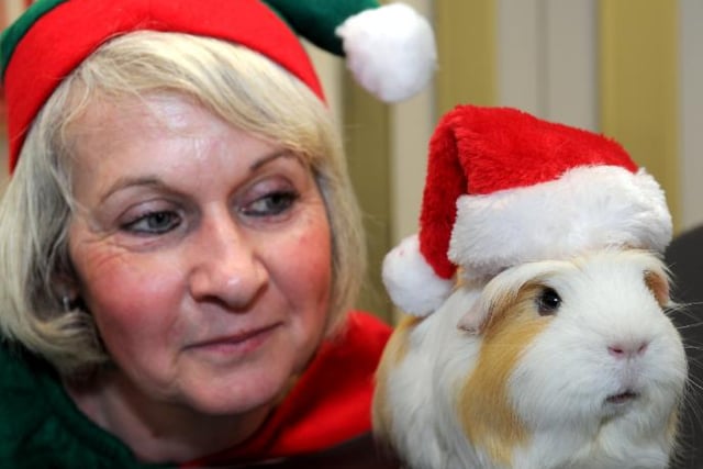 Max the guinea pig with volunteer Sharon Cairns at Cavy Corner, 2011.