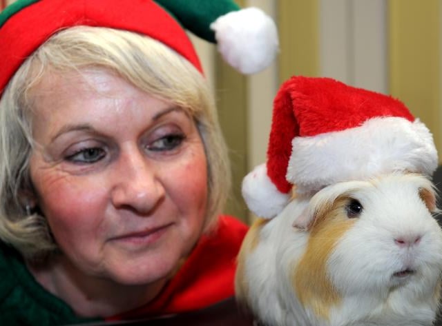 Max the guinea pig with volunteer Sharon Cairns at Cavy Corner, 2011.