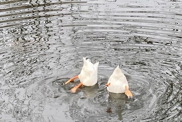Dabbling ducks by Andrea Watts