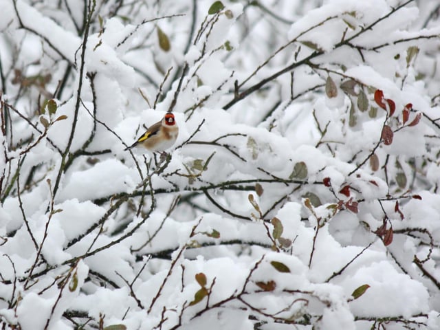 Here's a lovely goldfinch perched in the snowy branches in Denmead