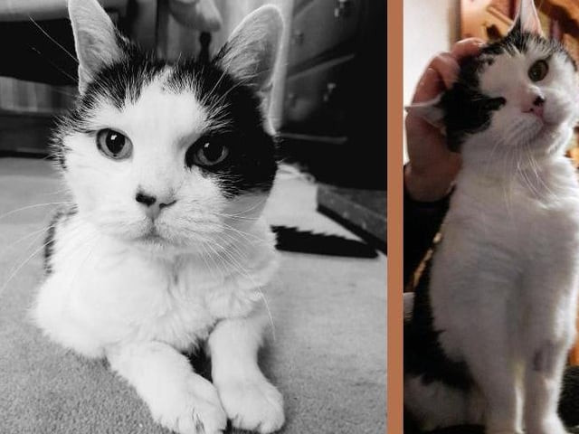 Ollie is 15 years old and is a very affectionate and happy cat. She loves her foster mum and spending time relaxing around the home. The RSPCA would like to find a stress-free home for Ollie where she will be spoiled. She will also be fine to live with sensible older children.