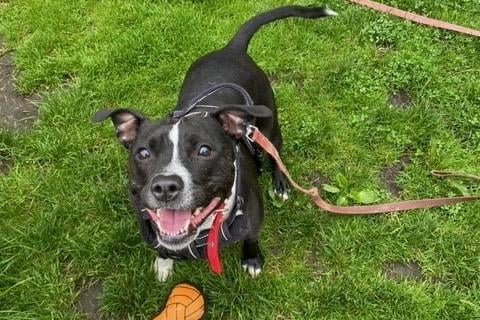 Tess is a seven-year-old female neutered Staffordshire Bull Terrier who could possibly live with older children but not cats or dogs.